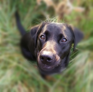 Labrador, gun dog, retriever, Wiltshire, walking